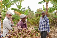 GrowGrounds lancerer i dag et nyt program for skovlandbrug og naturgenopretning i Uganda sammen med FNs Migrationsorganisation (IOM). Peter Larsen Kaffe deltager som kommerciel partner gennem IMPACTKAFFE® og forbinder indsatsen med de danske kaffeforbrugere og fremtidens kaffeforsyning.