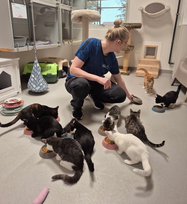 Internatleder Jannie har travlt med de mange katte på internatet
