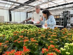 Kalanchoe er blandt de planter, som er dyrket i de nye vækstsubstrater baseret på lokal biomasse. Forsøg viser, at mindst halvdelen af spagnummet kan erstattes, uden at det går ud over planternes kvalitet eller vækst.