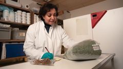 - Vi har vist et potentiale, men der er stadig brug for mere viden om, hvordan disse strategier fungerer under forskellige europæiske forhold. Det kræver samarbejde på tværs af lande og sektorer, siger faglig leder Arezoo Taghizadeh Toosi, Teknologisk Institut.