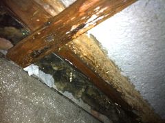 Billedet er set inde fra krybekælderen. Den bærende trækonstruktion i etageadskillelsen/gulvkonstruktionen mellem krybekælder og stueplan ses opfugtet og med skimmelsvampevækst. Fugten er kommet fra optøet sne. der er trængt ind via ventilationsrist.