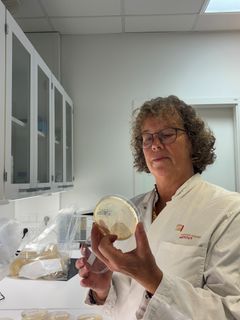 — Vi har længe vidst, at fermentering kan gøre grøntsagen selv mere holdbar. Det nye er, at vi nu har undersøgt, om den samme naturlige proces kan bruges til at beskytte helt andre fødevarer, siger Anette Granly Koch, ph.d. og faglig leder på Teknologisk Institut.