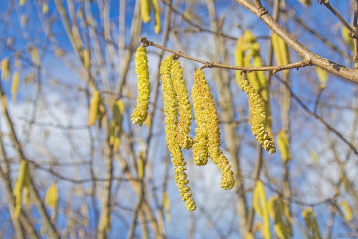 Pollensæsonen er skudt i gang. Her ses rakler på en hasselbusk.
