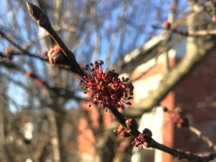 Niveauet for elmepollen er stadig lavere end før elmesygen, men Astma-Allergi Danmarks målinger de sidste år tyder på, at pollenmængden for elm er stigende. Her ses elmetræ i blomst.