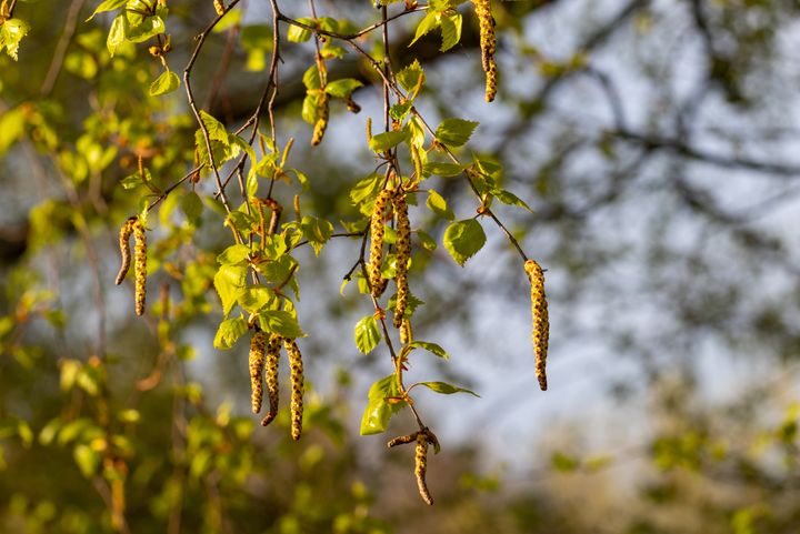 Nu starter birkepollensæsonen