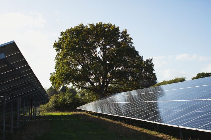 Solcellepark med træ i baggrunden