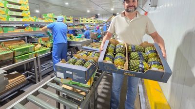 Ananas uden top