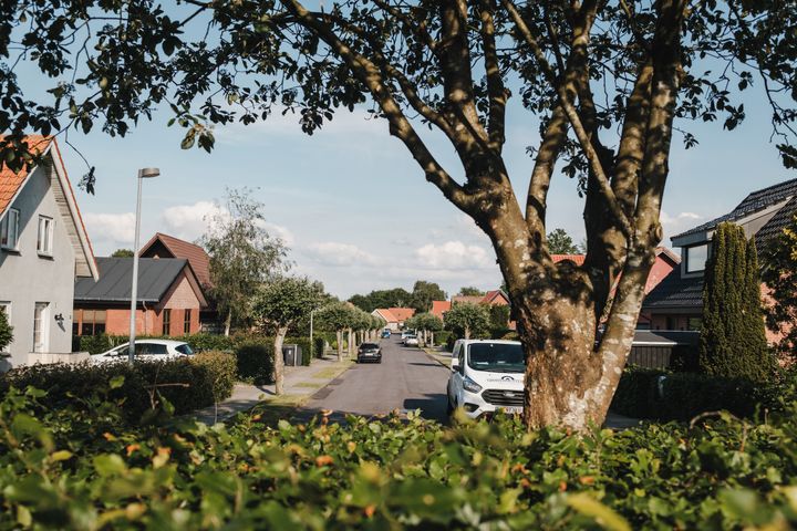 Det er nu muligt for borgere at ønske et eller flere træer på kommunale arealer i både gader, parker og andre grønne områder.