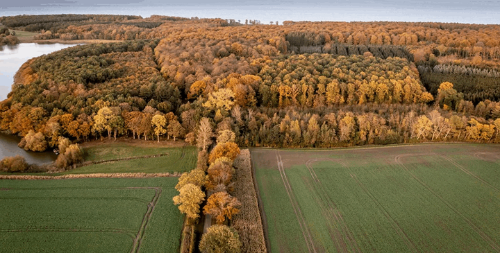 Drikkevand skal beskytte med skovrejsning af 250.000 hektar nye træer (Colourbox)