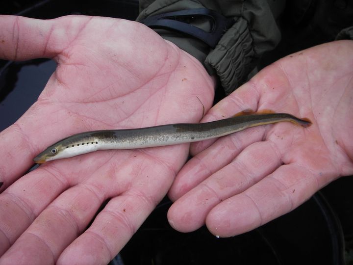 Bæklampretten med de karakteristiske syv gælleåbninger, der sammen med øjet og næseboret har givet den kælenavnet 'ni-øje'. Foto: Mathis Melchior