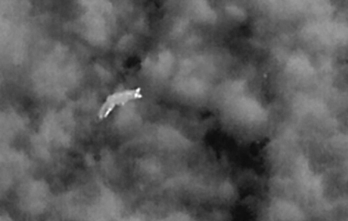 En ræv lister sig gennem natten og bliver fotograferet med et termisk kamera monteret på en drone. Foto: AAU