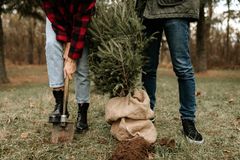 Hvis man vil have et juletræ, der er et lidt bedre valg for miljøet, kan man gå efter et økologisk juletræ - og gerne et i potte, der kan plantes ud.