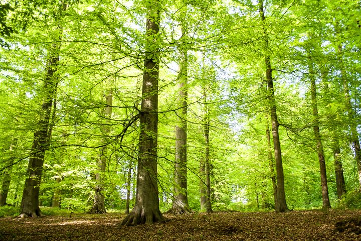 Hver anden dansker oplever mærkbare naturforringelser i hverdagen.