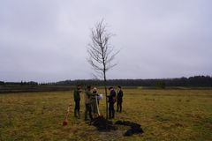 Det første egetræ er rejst ved Coops anden folkeskov ved Tistrup. (Foto: Coop Danmark)