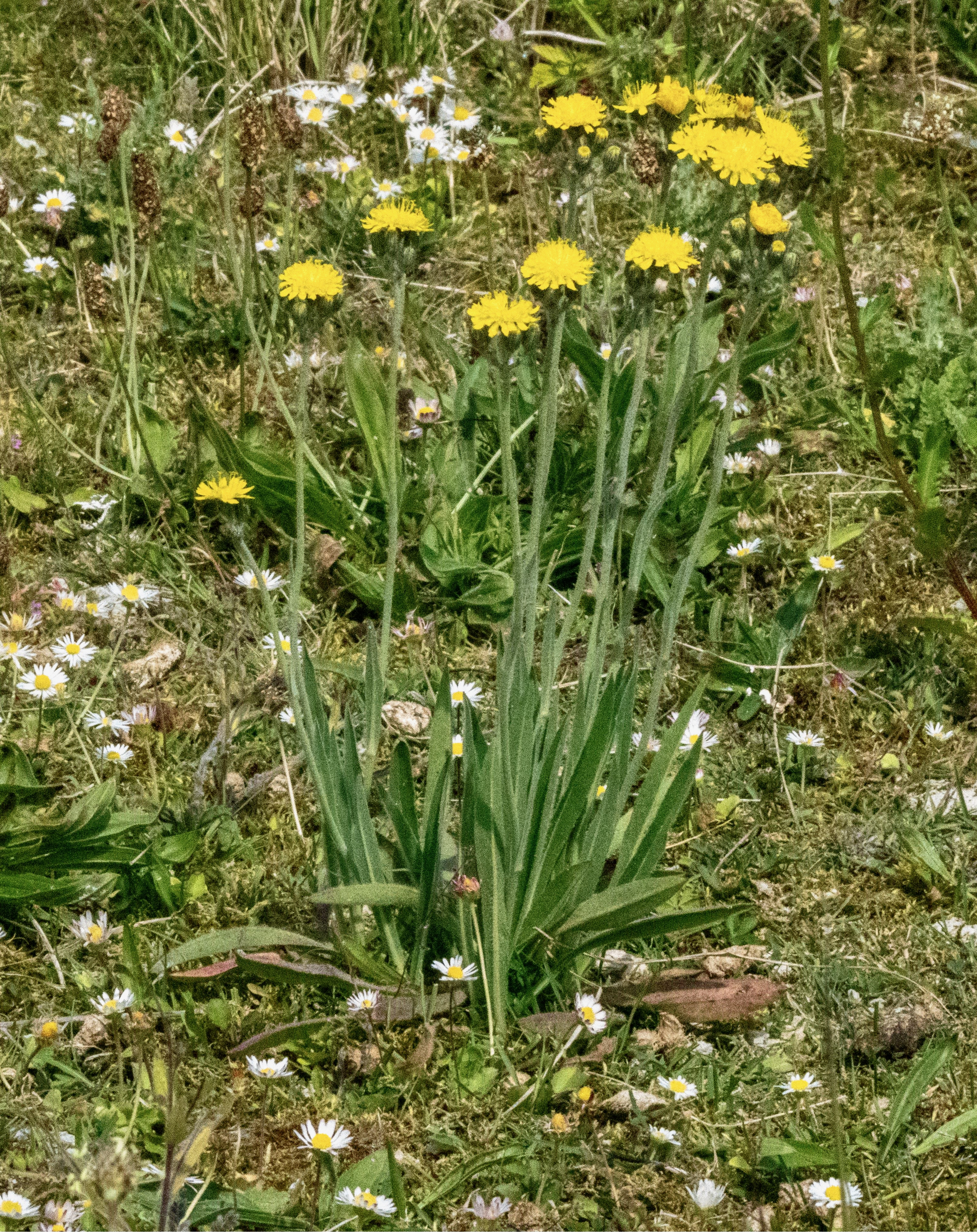 Kvasthøgeurt på Peberholm i maj 2024.