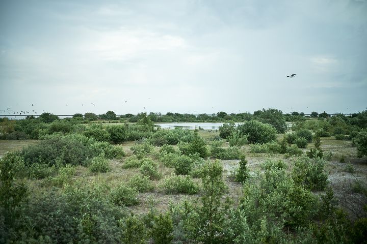 Grønt landskab på Peberholm med buske og en fugl i flugt.