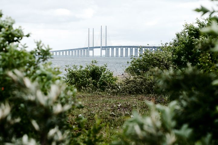 Billede af Øresundsbroen omgivet af grønne planter.