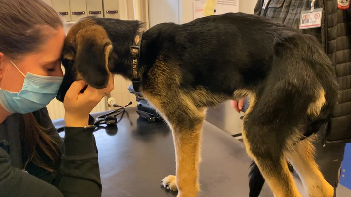 En dyrlæge iført mundbind hilser på en schäferhvalp, der står på et bord.