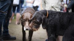 Billede af to hunde på Roskilde Dyrskue