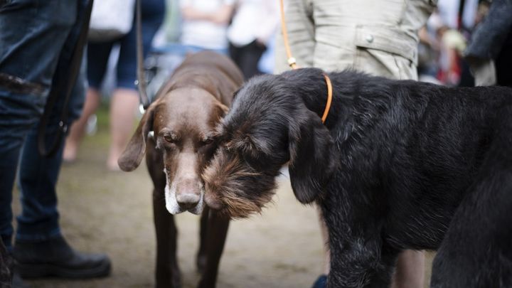 Billede af to hunde på Roskilde Dyrskue
