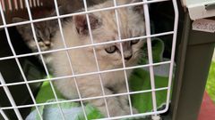 Killing i bur - British shorthair blanding