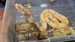 Slange i beskidt plastkasse