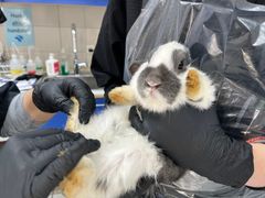 Billede af broget kanin, der bliver holdt af dyrlæge, og hvor man kan se urinafmærkninger på poterne.