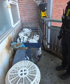 Billede af lille bur med mange kaniner. Der er afføring op ad væggen bag buret.