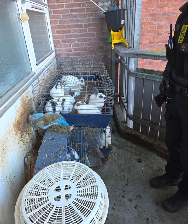 Billede af lille bur med mange kaniner. Der er afføring op ad væggen bag buret.