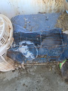 Billede af hvid vaskekurv, der er føjet sammen med fuglebur, så det kan gøre det ud for en kaninbolig.