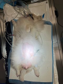 Billede af pekingeseren Gerda på operationsbordet. Man ser tydeligt hendes udspilede mave.