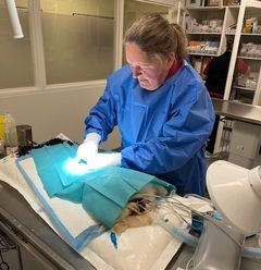 Billede af Dyrlæge Christine Fossing i fuld gang med at haste-operere pekingeseren Gerda. Christine er iført blå operationskittel, og Gerda ligger under operationsklæde.