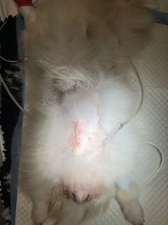 Billede af pekingereseren efter operation med operationsar og syning.