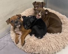 Et kuld på 4 sorte og brune blandingsrace-hvalpe ligger i en hundekurv.