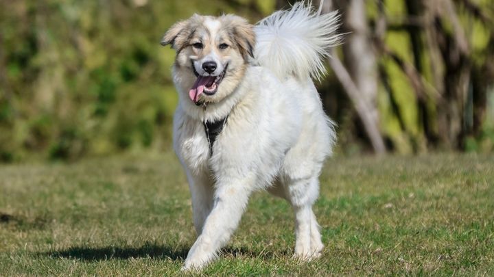 På billedet ses hunde Bjørk, som er en mellemstørrelse hund med hvid, lang pels