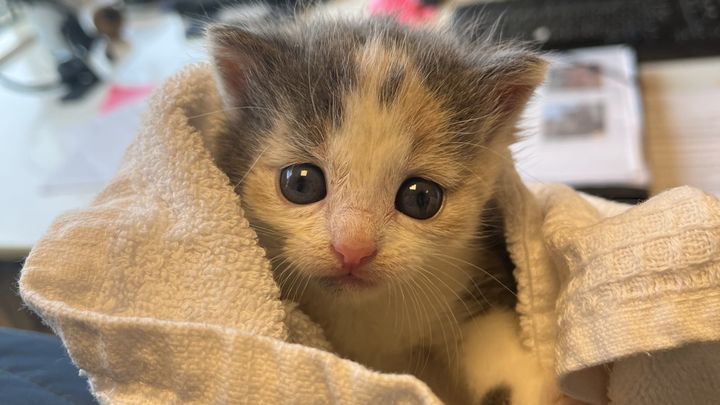 Billede af lille hvid-grå killing i hvidt tæppe