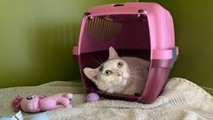 Billede af næsten hvid, voksen kat i sit bur på sit nye værelse.