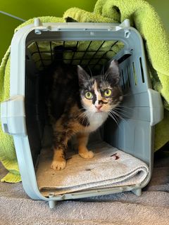 På billedet ses en tre-farvet kat siddende i et lys blå kattebur.