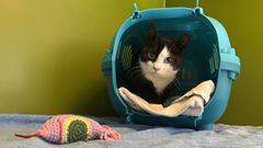 På billedet ses en sort-hvid kat siddende i et turkis kattebur.