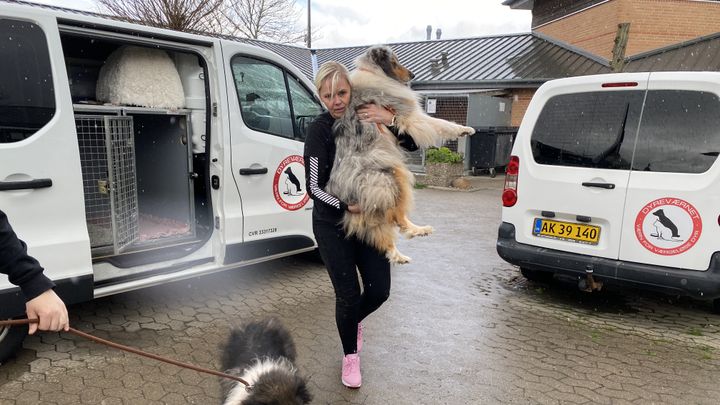 På billedet ses udrykningschef Nina Amdi, som bærer på en hyrdehund, som er hentet fra en dyreværnssag. Billedet er et arkivbillede og repræsenterer ikke den aktuelle sag.