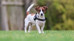 Jack Russel, hvid med brune aftegninger, stående på græsplæne