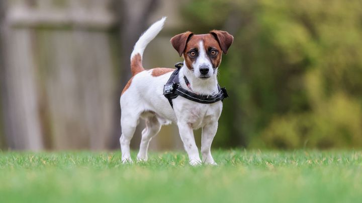 Jack Russel, hvid med brune aftegninger, stående på græsplæne