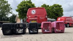 Billedet viser flere transportkasser med katte og en kanin foran Dyreværnets internat i Rødovre. I baggrunden ses Dyreværnets røde køretøjer.
