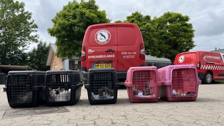 Billedet viser flere transportkasser med katte og en kanin foran Dyreværnets internat i Rødovre. I baggrunden ses Dyreværnets røde køretøjer.