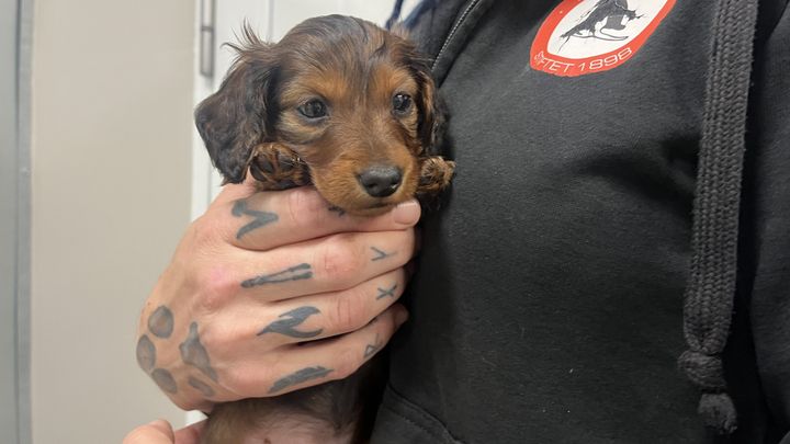 En person holder en lille brun gravhundehvalp med lange ører i sine hænder.