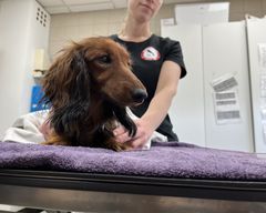 En brun gravhund bliver undersøgt af en person på en dyreklinik.