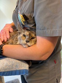 En kat bliver kærligt krammet af en person iført uniform.