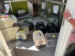 Transportkasser til kæledyr står på gulvet i et dyreinternat.