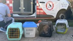 Flere transportkasser med dyr foran Dyreværnets bil under en redningsindsats.