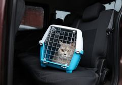 En grå kat sidder i en blå og hvid transportbur, som er placeret på bagsædet i en bil.